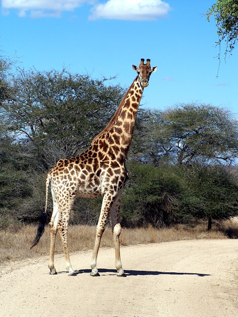 Kruger National Park, South Africa, Giraffe, South Africa giraffe