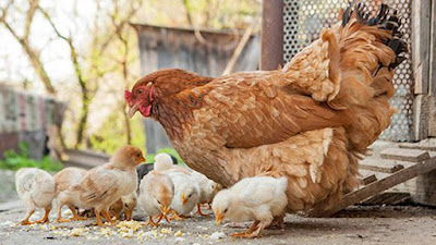 Backyard poultry farming