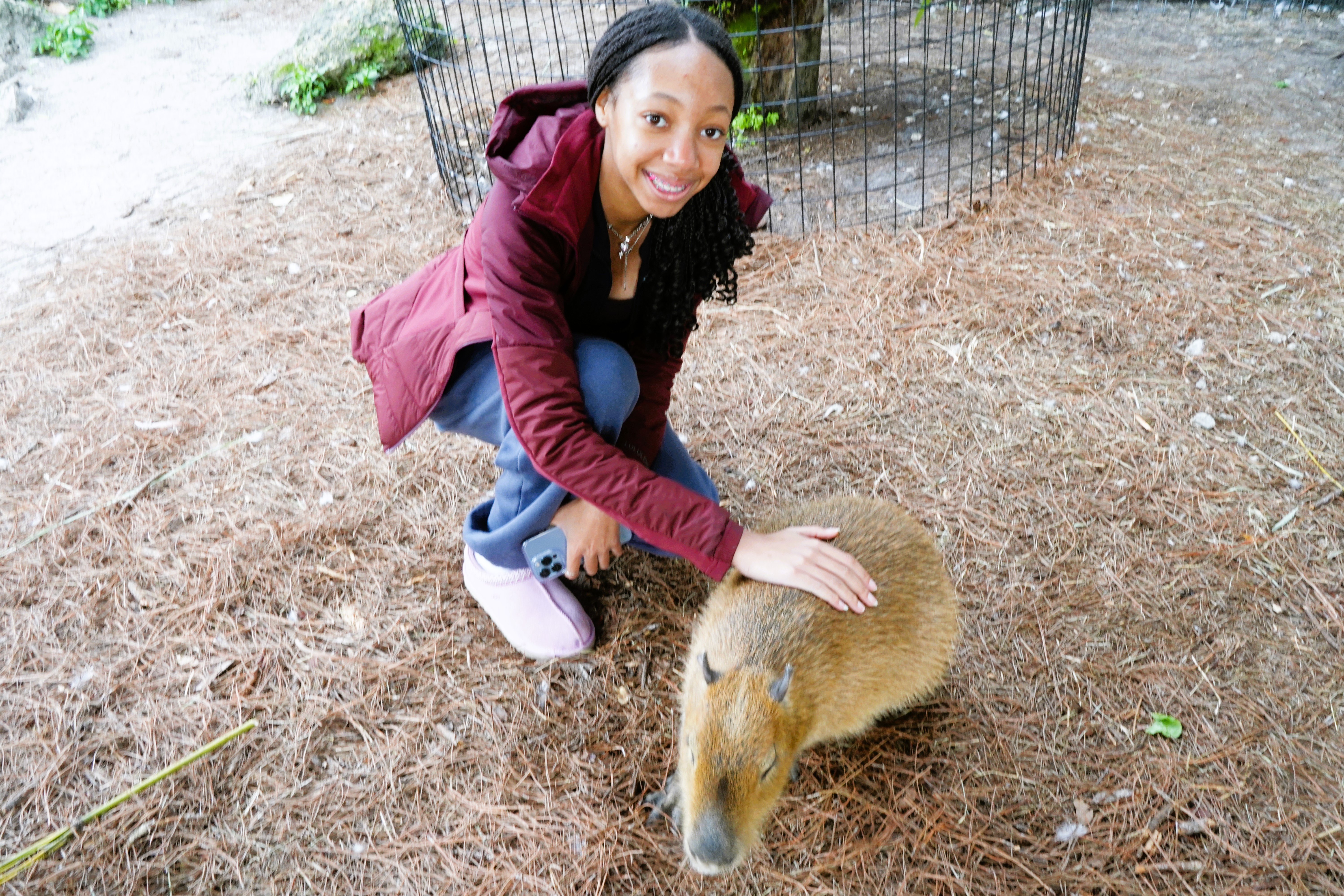 Gatorland with Capybaras