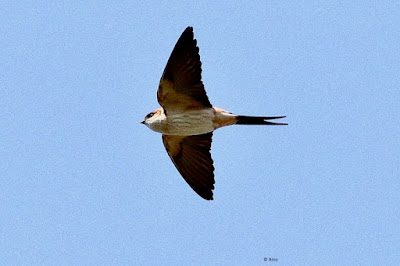 "Red-rumped Swallow - resident, flying above."