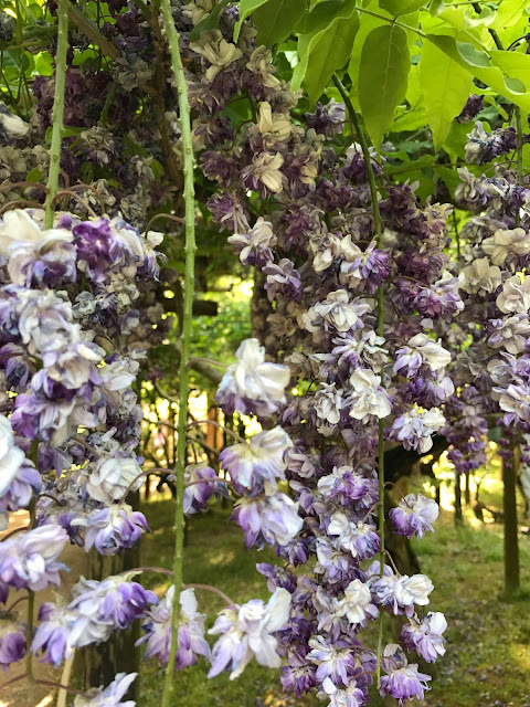 萬葉植物園, 紫藤花