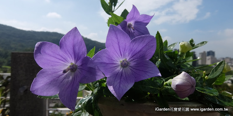 十月開花植物 16年10月igarden 頂樓花園實錄 園藝部落格 Igarden 花寶愛花園園藝文摘plus