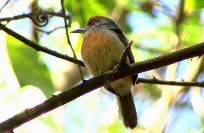 Rufous capped Nunlet