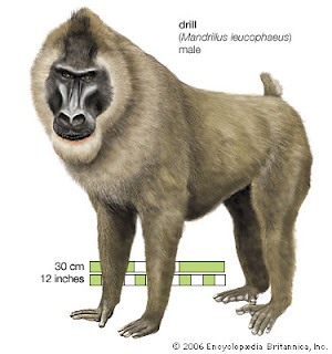 Drill Mandrillus leucophaeus