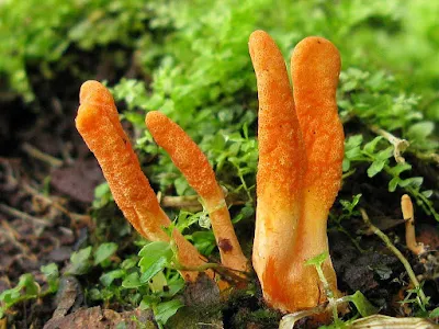 Cordyceps Mushroom Company in Pune