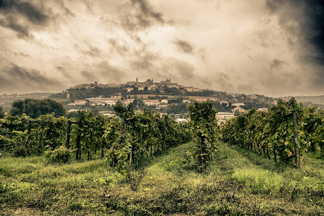 Civitanova Marche-Locanda Fontezoppa-Vigneti