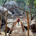 Tempat Wisata Songgo Langit Jogja