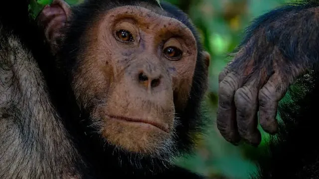 Los chimpancés no pudieron resolver el rompecabezas por sí solos, pero después de observar a otros chimpancés resolverlo en múltiples ocasiones, algunos individuos pudieron aprender y resolver el problema por sí mismos.