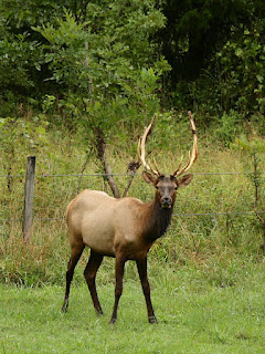 August Bull Elk Shedding Velvet