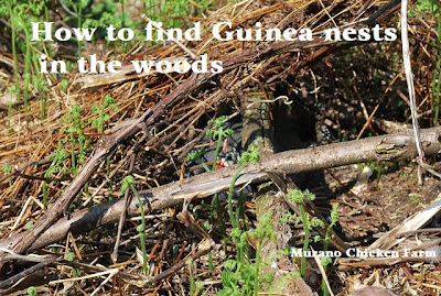 guineas hide nest