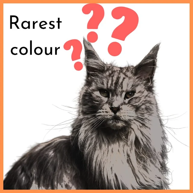 What is the rarest Maine Coon colour?