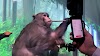 How Neuralink Safeguards the Privacy of Deceased Monkey Subjects?