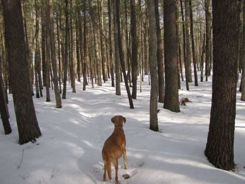 snowy trail