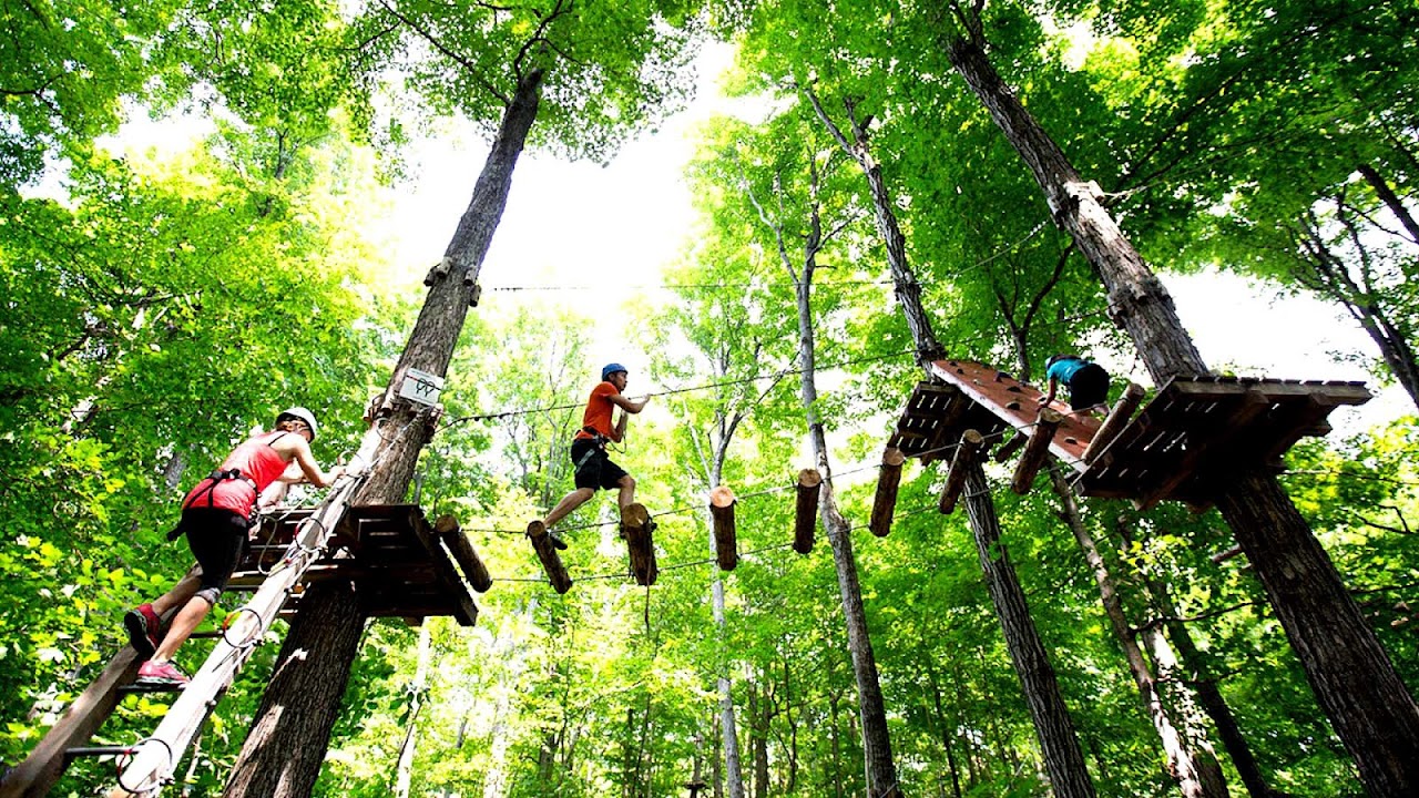 Tree Top Coupons