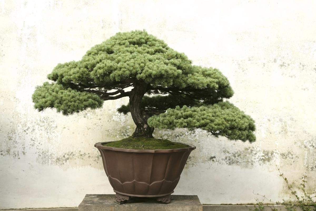 Bonsai Tree Meaning and Symbolism