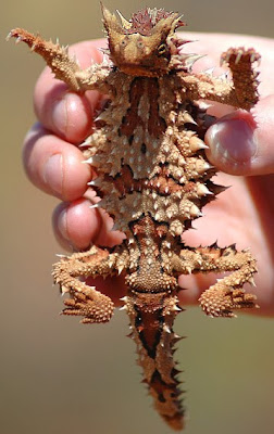 Strange Thorny Mountain Devil Lizard Seen On  www.coolpicturegallery.us