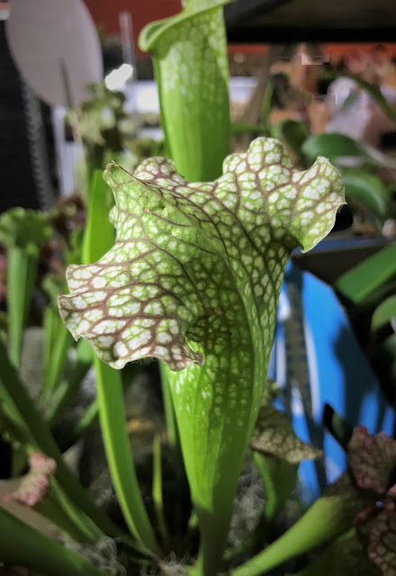 Sarracenia leucophylla