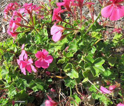 geraniums