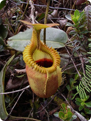 pianta_carnivora_Nepenthes_villosa