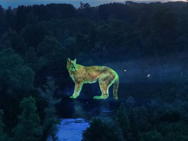 Animal Sagrado, Pangi (Puma)