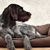 Choosing the Right Pet Bed - A Guide for Comfort and Style: Crafting a Haven for Your Furry Friend