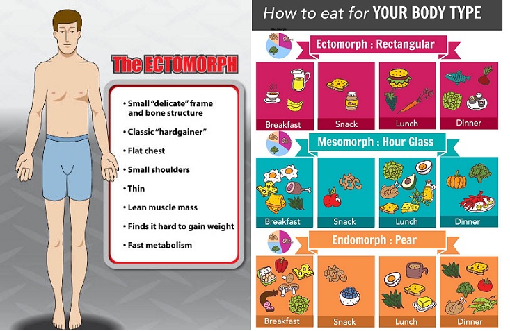 Ectomorph Diet - Eat Like an Animal to Become Like an Animal - Bodydulding