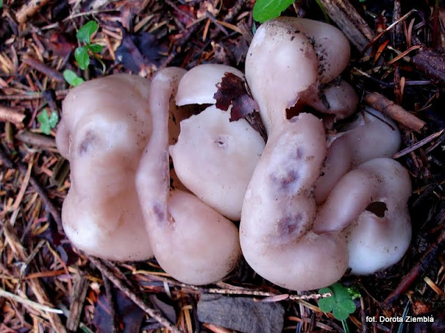 sarcosphaera coronaria, grzyby, atlas grzybow, grzyb, grzyby gatunkami, jaki to grzyby, niejadalne, gatunek, prosto z lasu, las, grzybobranie