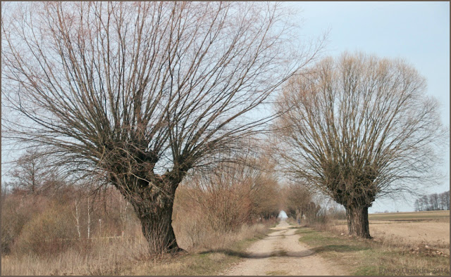 Narew