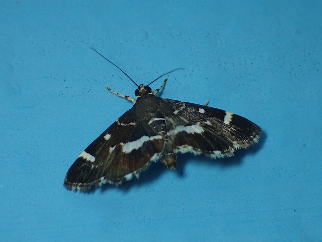 Hymenia perspectalis