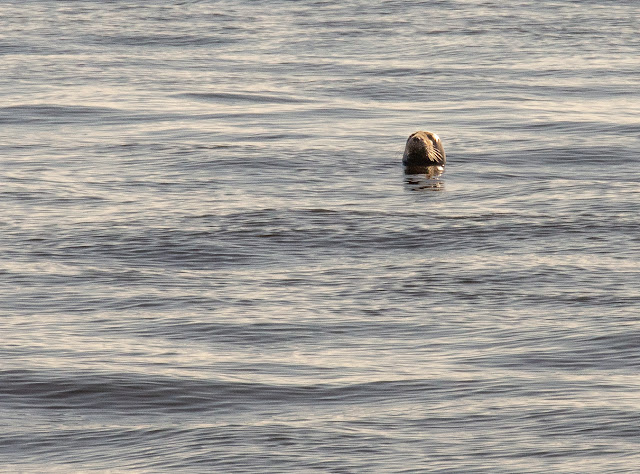 Photo of a seal watching us from the Solway Firth