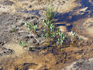 Trèfle d'eau - Menyanthes trifoliata