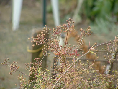 Close up of celery flower heads gone to seed