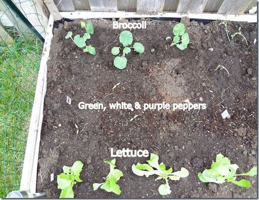 Planting 04282012-8