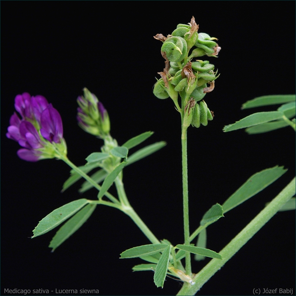 Medicago sativa friuts  - Lucerna siewna owoce