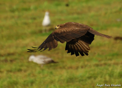 Milano negro (Milvus migrans)