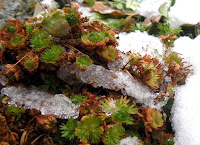 accent_plants_in_snow