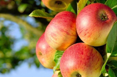 Cara Beli Buah Apel di Kebun Petik Apel Kota Batu Malang