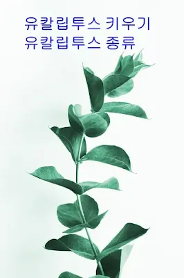 유칼립투스-키우기-및-유칼립투스-종류-썸네일