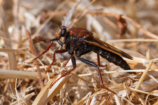 mosca-cazadora-asilus-barbarus-