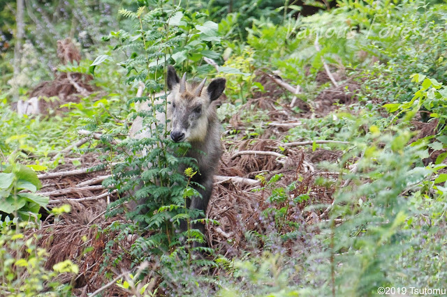 Japanese serow