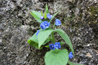 Overblijvende Ossentong - Griene Kowetonge - Pentaglottis sempervirens