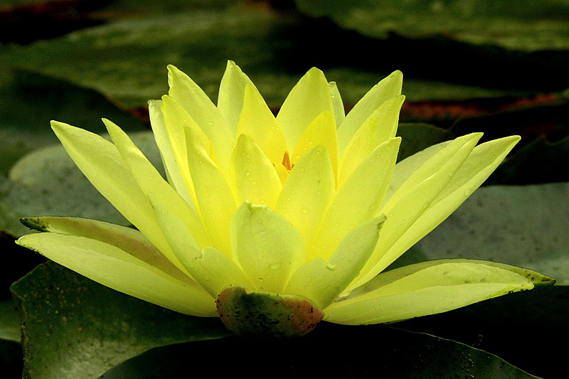 Flower Picture: Lotus Flower  8