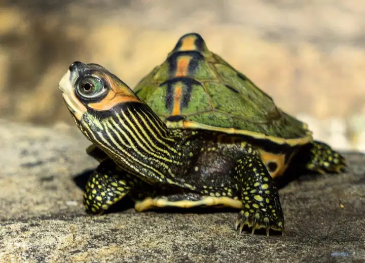 Top 10 Smallest Turtles In The World