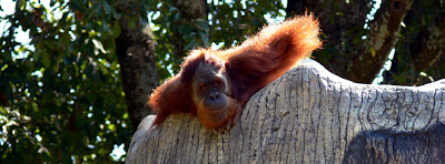 Playful Orangutan at Zoo Atlanta