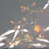 Aparecen una gran cantidad de peces muertos en el canal Anzalduas   