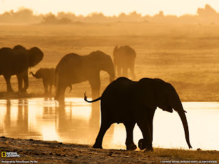 Elephants Wallpapers