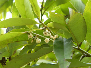 Mambolo - Caca de chat - Mabolo - Diospyre - Diospyros blancoi 