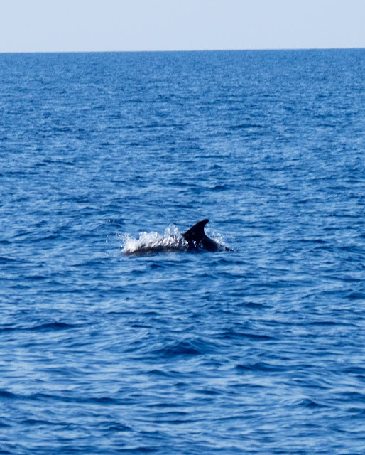 Tursiopi (Tursiops truncatus) ©Valeriaderiso