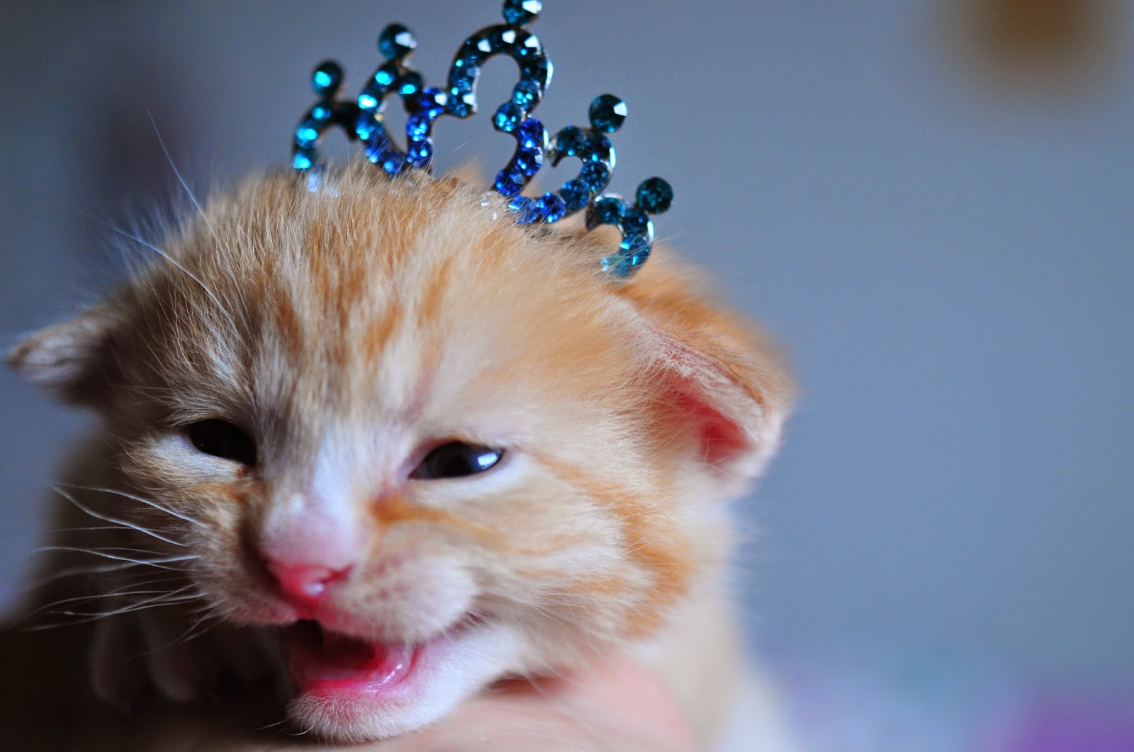 moments of perfect clarity: royal kittens