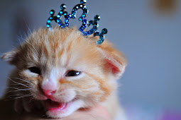 royal kittens for sale 36 top pictures kittens for sale utah county : 1
kittens for sale